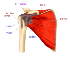 肩関節3